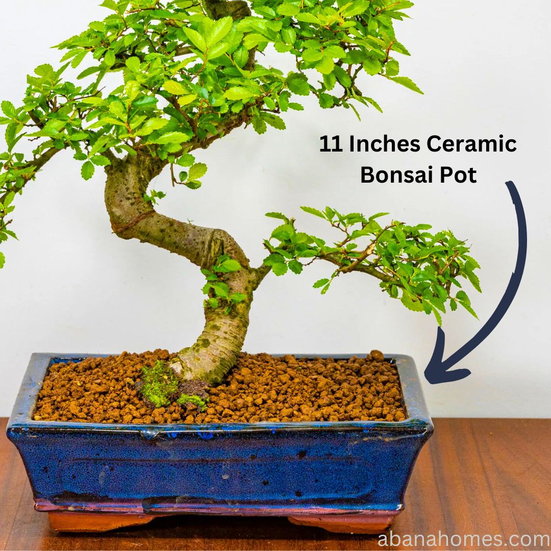 Chinese Elm Bonsai – 9 Years Old