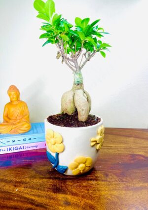 Ficus Microcarpa Bonsai – Premium Handcrafted Embossed Ceramic Pot