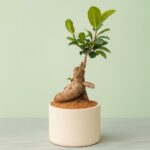 Ficus Microcarpa Bonsai – 2–3 Years, 20 cm | Off-White Cylinder Ceramic Pot