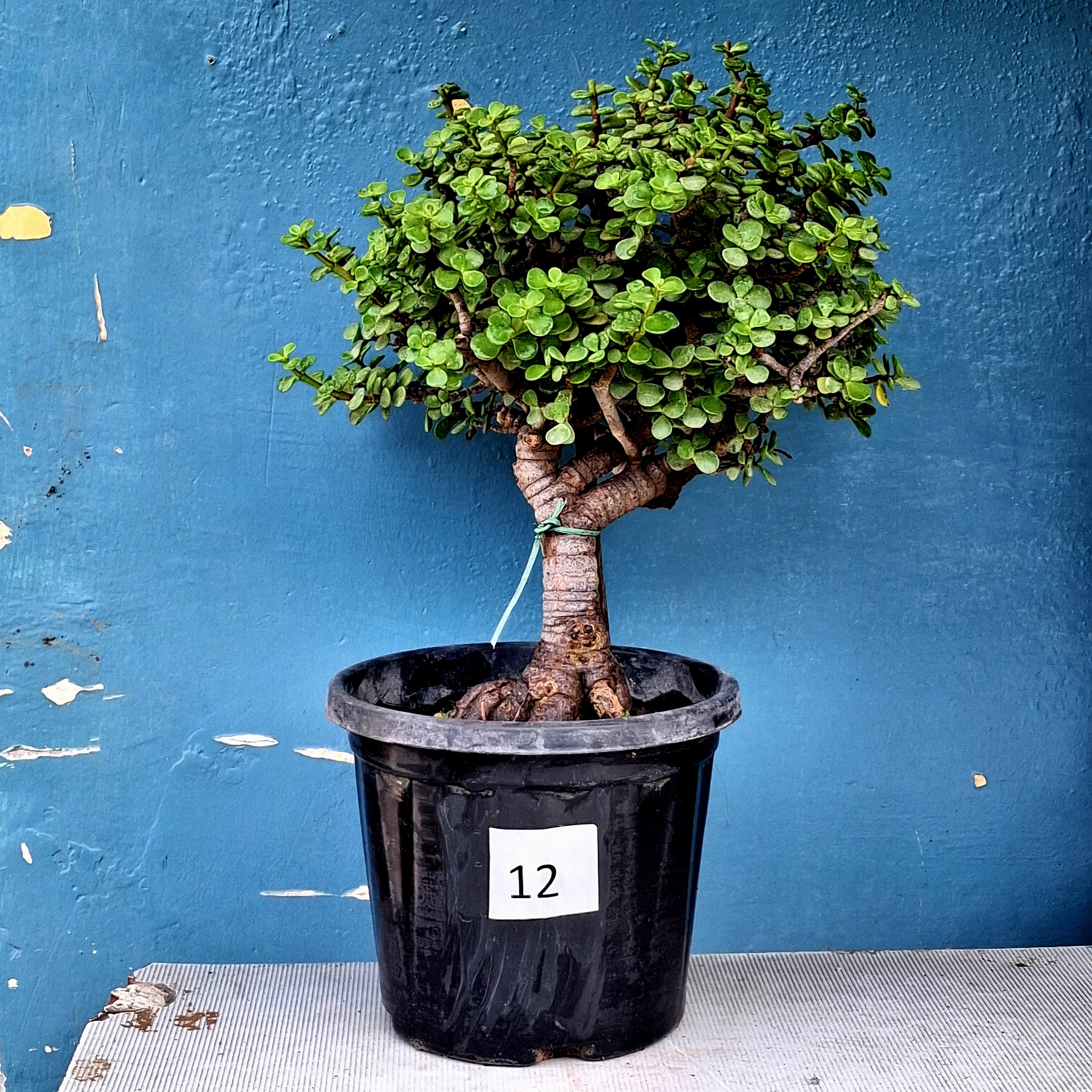 Jade Bonsai Tree