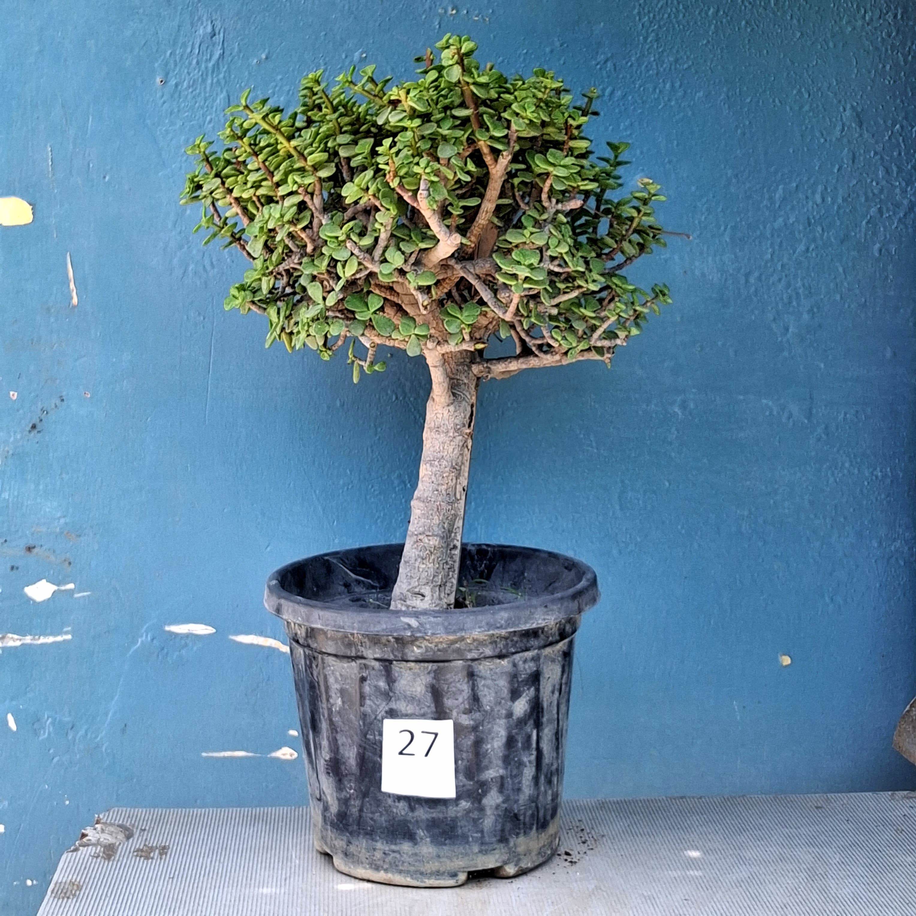 Bonsai Plants