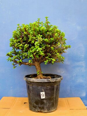 Jade Bonsai Tree – 22 Inches Tall | Upright Formal Style | Pick Your Plant