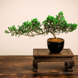 Juniper Bonsai Tree – 4 Years, Cascading Style (Juniperus)