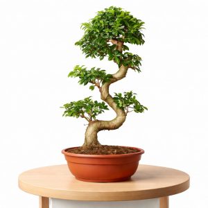 Ficus Bonsai Tree – 15 Years Old, 70 cm | Large Indoor Bonsai