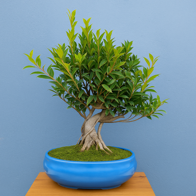 aerial_root_ficus_bonsai_in_blue_bonsai_pot.png