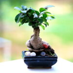 Ficus Microcarpa Bonsai – 6 Years, 30 cm | Blue Square Ceramic Pot