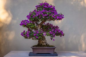 Ficus Ginseng Bonsai – Banyan Fig Bonsai Tree