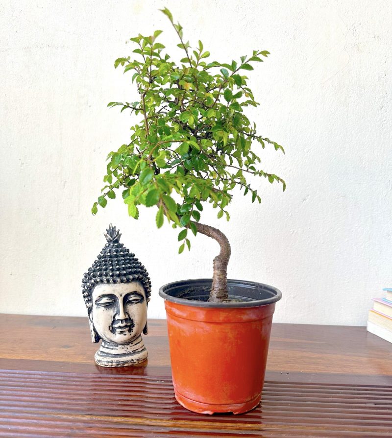 chinese-elm-bonsai-tree-in-plastic-pot-informal-curved-bonsai-tree.jpg