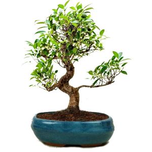 Ficus Bonsai Tree – 9 Years Old, 35 cm | S-Shaped Trunk