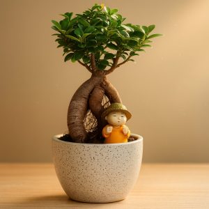 Ficus Microcarpa Bonsai – 5 Years Old, 25 cm | Off-White Ceramic Pot