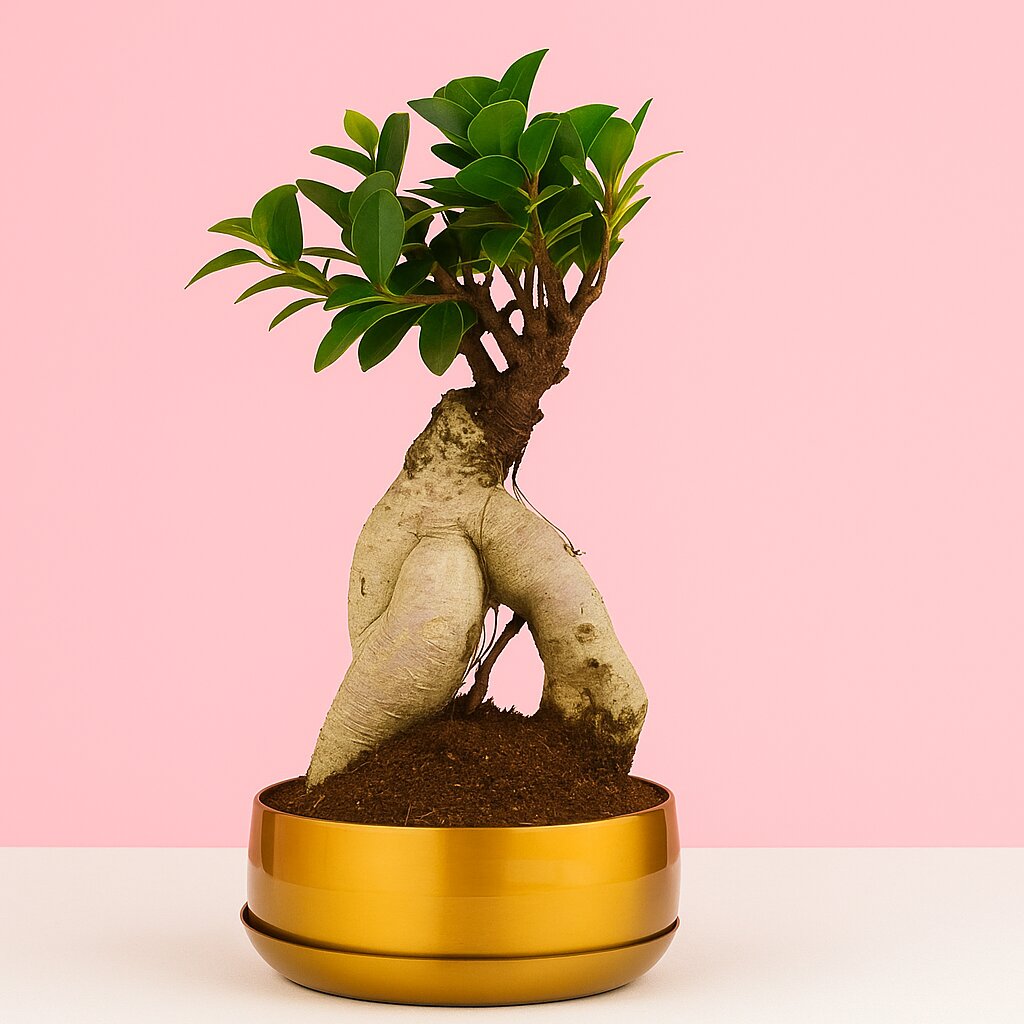 Living Room Bonsai Combo