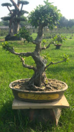 Auspicious Ficus Bonsai – 15 Years Old, 50 cm | 1 Unique Specimen