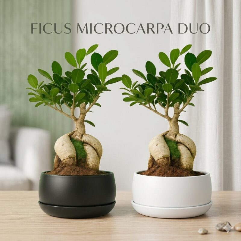 ficusmicrocarpabonsaibyabanahomes.jpg