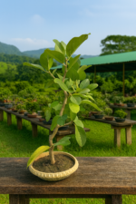 Indian Banyan Bonsai Tree – 2–3 ft Tall | Bargad / Pakad Bonsai